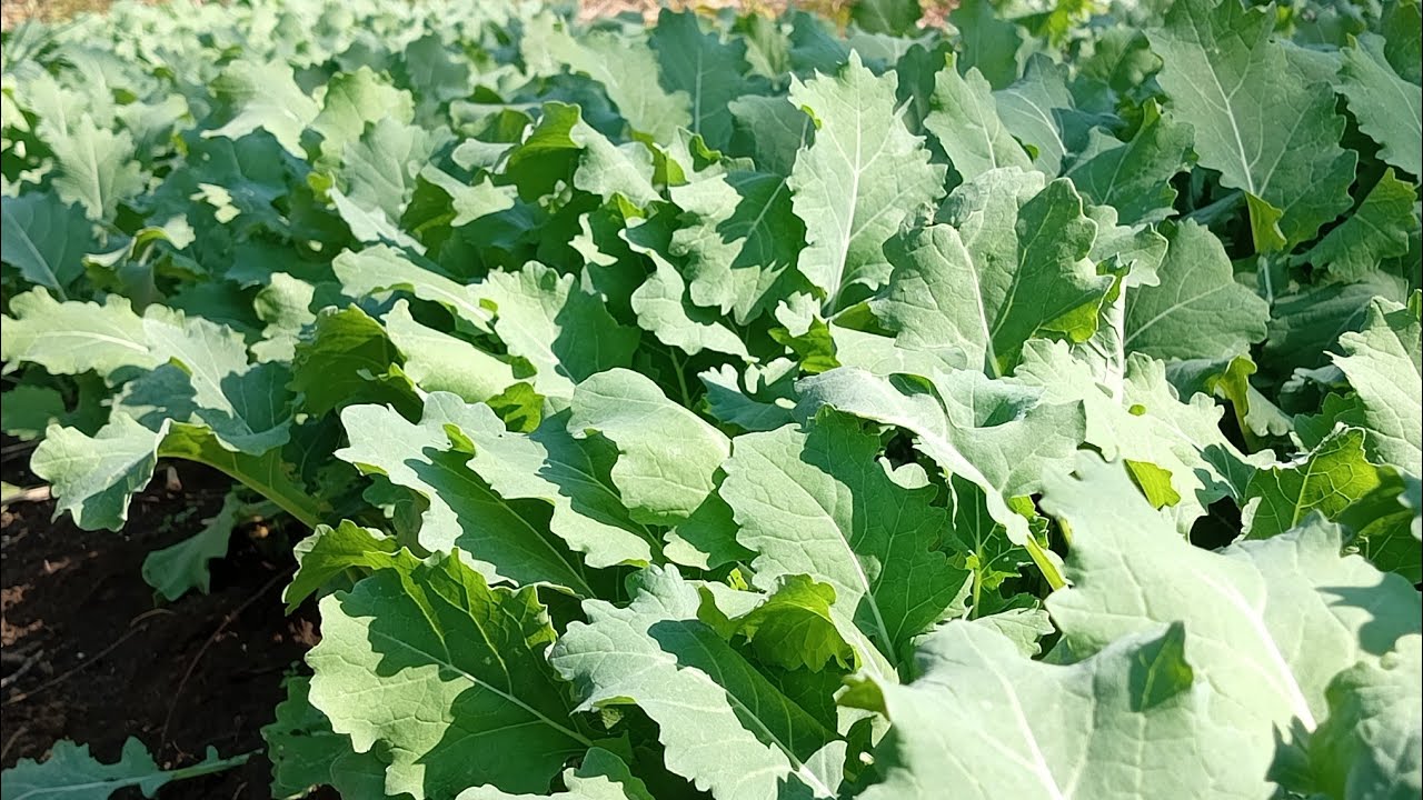 One Month #Rape farming