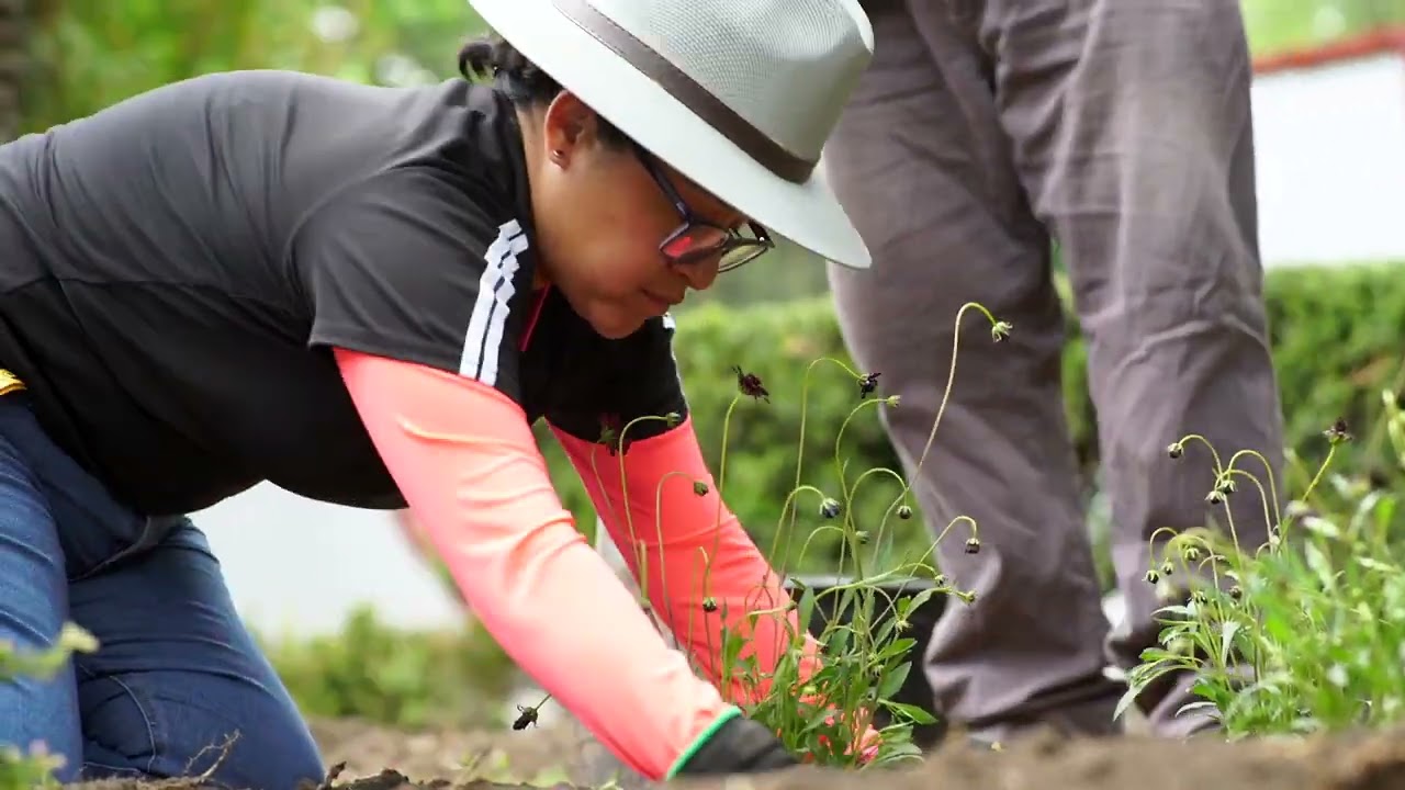 ¿Cómo hacer mi jardín polinizador?