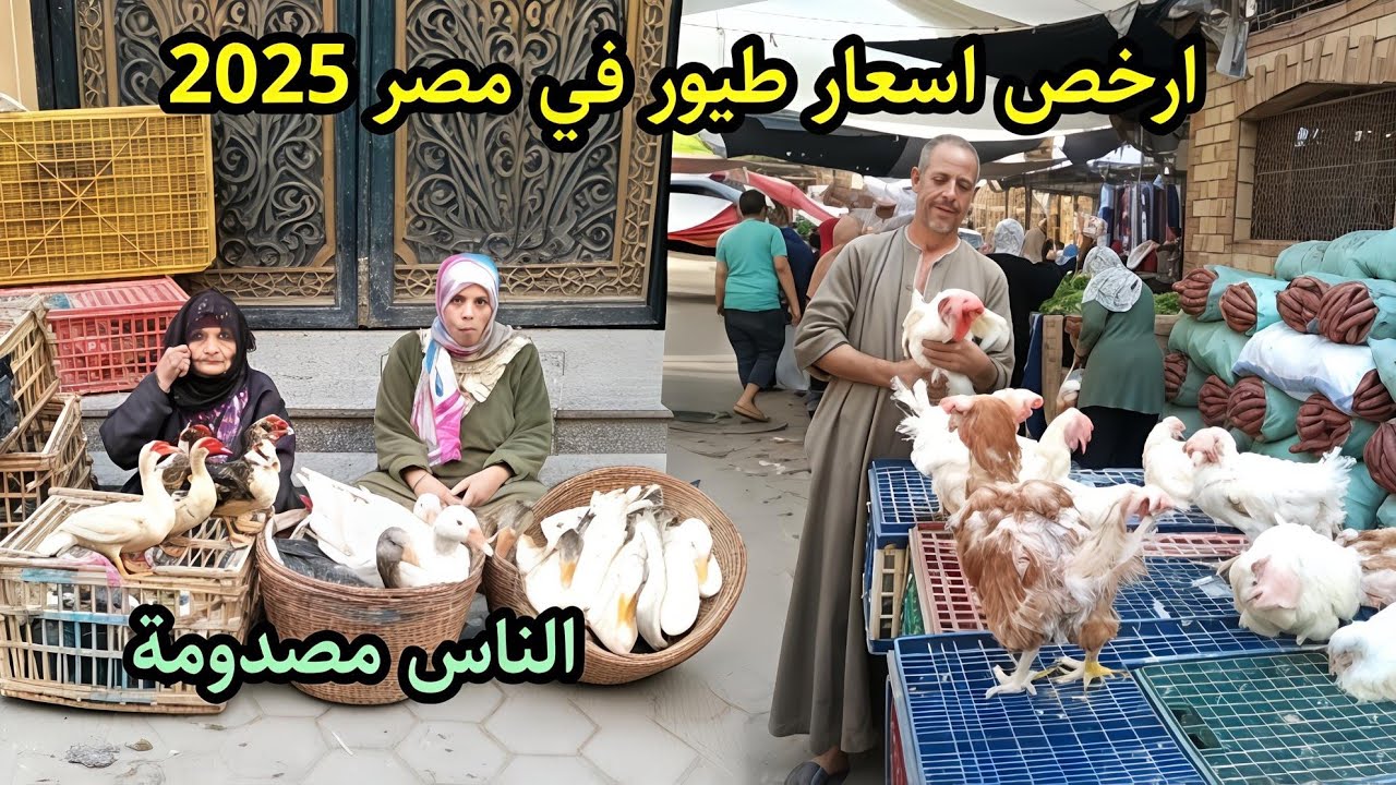 فرصه مش هتتكرر 💥 اسعار الطيور لتربية رمضان 2026 بط ووز وفراخ بسعر خيالي 🏃