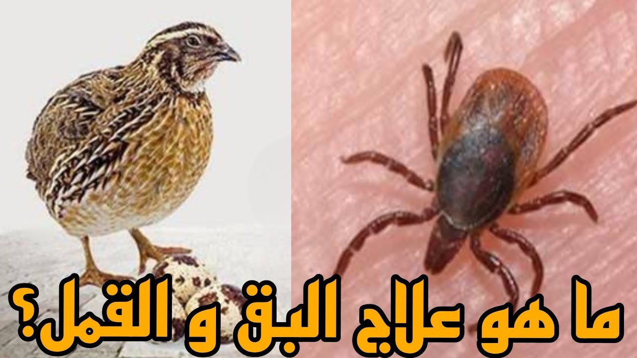 علاج البق و القمل عند السمان. كيف أعرف أن السمان مصاب بالقمل و البق؟