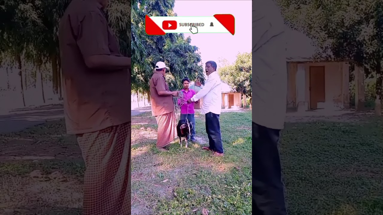 ফানি ভিডিও চমৎকার একটি ছাগল নিয়ে দুইজন ব্যক্তির লড়াই দেখুন কার ছাগল কে নিয়ে যায়#viral video