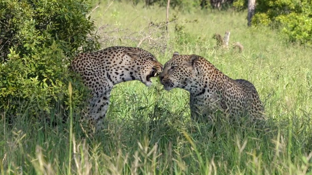 Brother LEOPARDS FIGHT, Again.