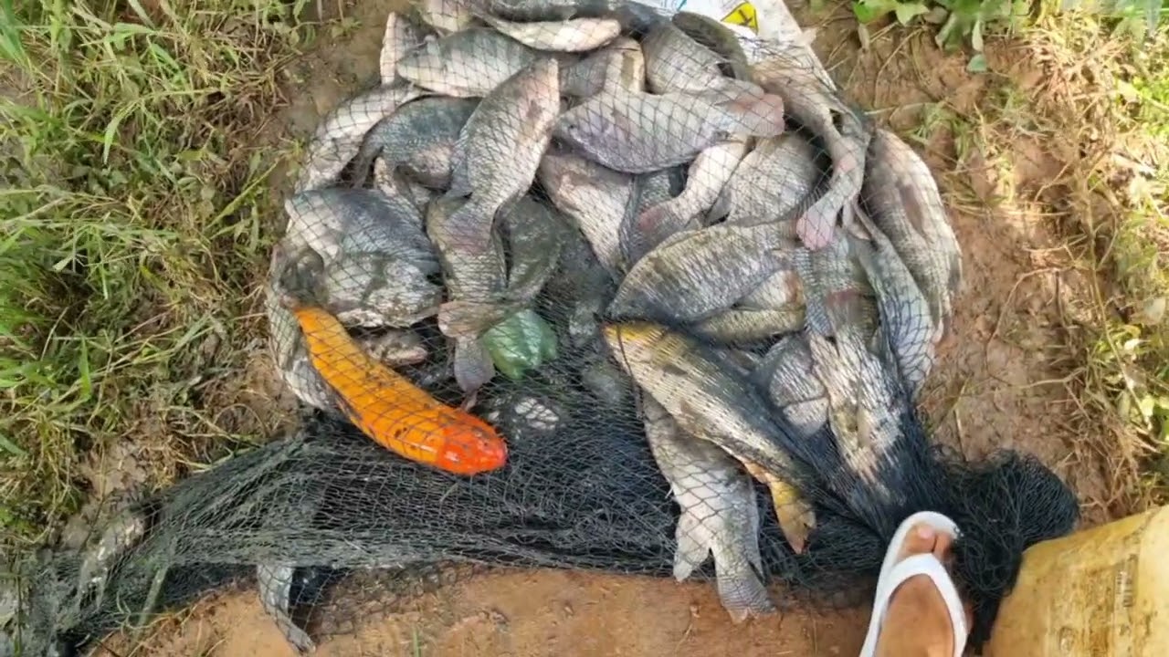 MAIS UM DIA DE PESCA COM MUITA FARTURA DE TILAPIA!
