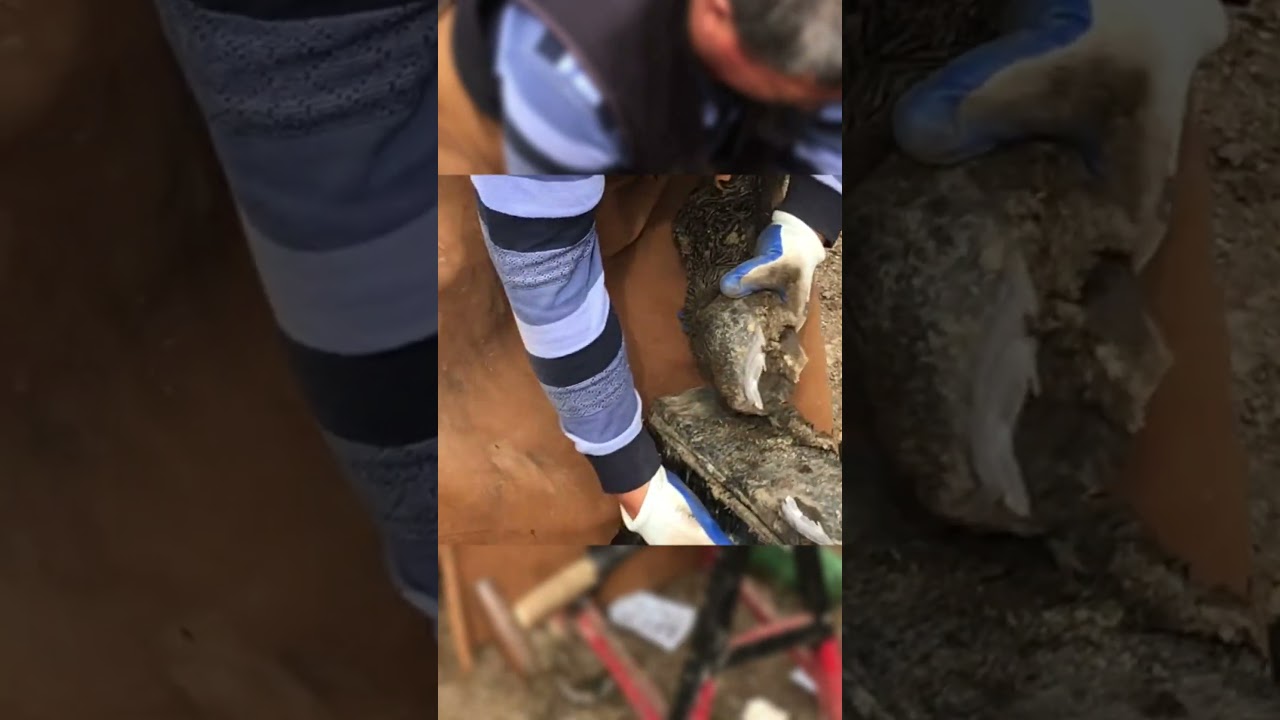 Hoof trimming: Repairing Donkey's Hoof Master quickly repairs the hoof with tools!