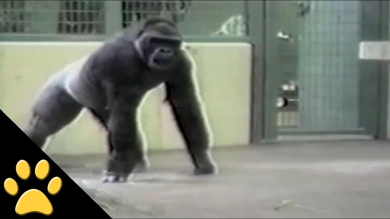 Monkeys Are Awesome: Compilation