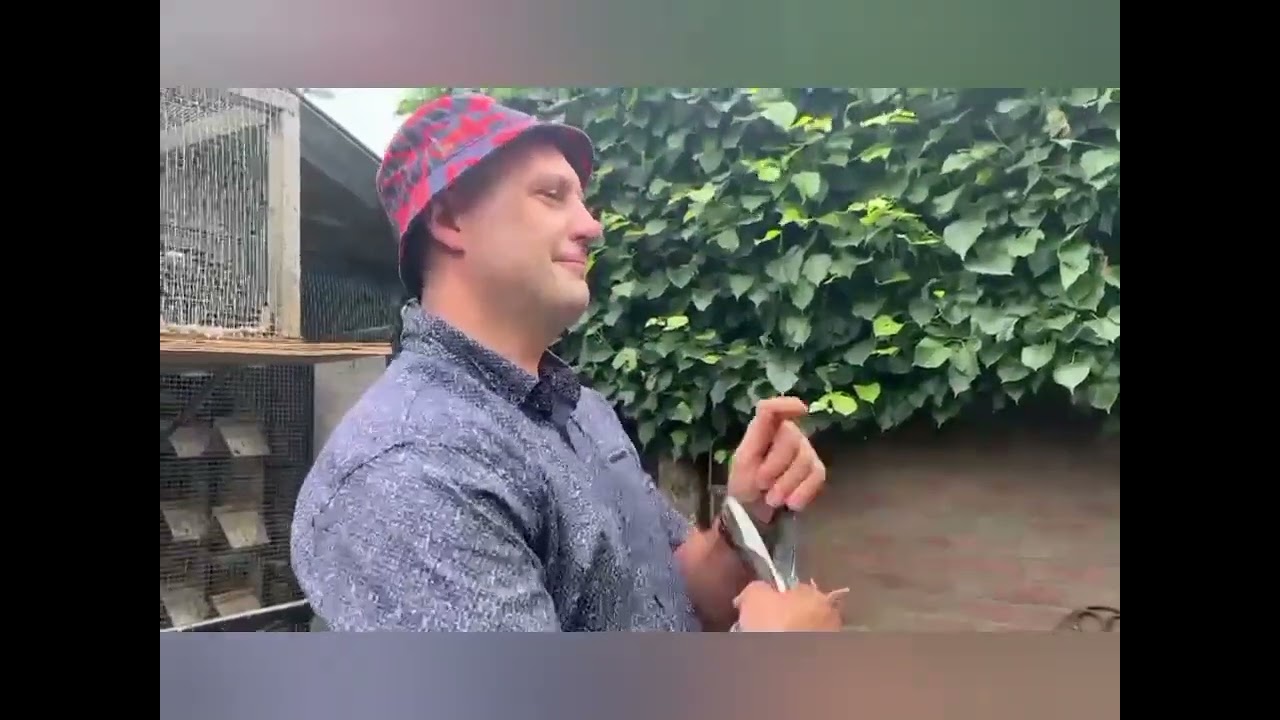 Gołębie pocztowe  Janssen De Klak Voos