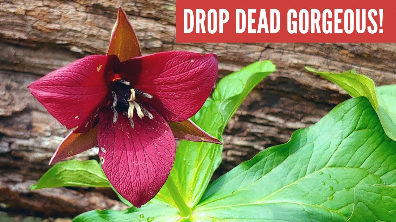 What is in a name? Red Trillium/Wake Robin/Wet Dog Trillium,/Stinking Benjamin/Toad Shade/Birthroot
