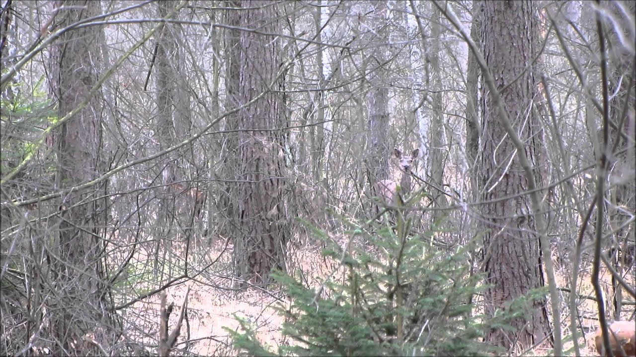 łanie (Cervus elaphus)