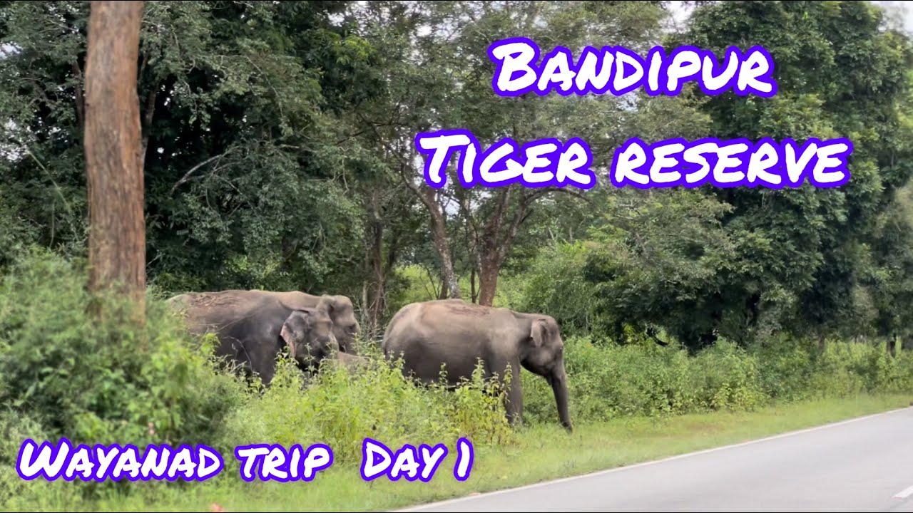 Bengaluru To Wayanad | Day 1 | Bandipura Tiger Reserve | National Park | Elephants Crossing Road |
