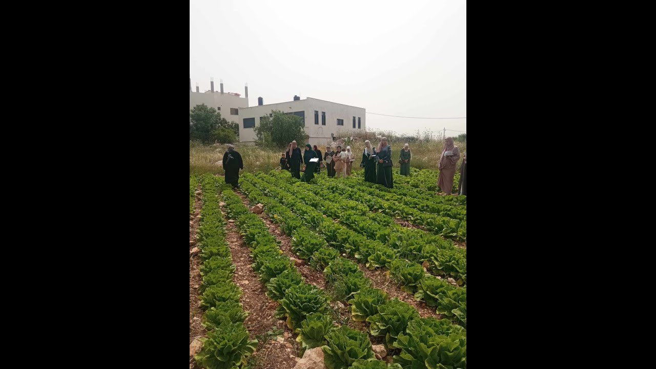 دراسة مزرعة خس ضمن ورشات التدريب على مدرسة  المزارعين الحقلية Farm Field School |مشروع الأمن الغذائي