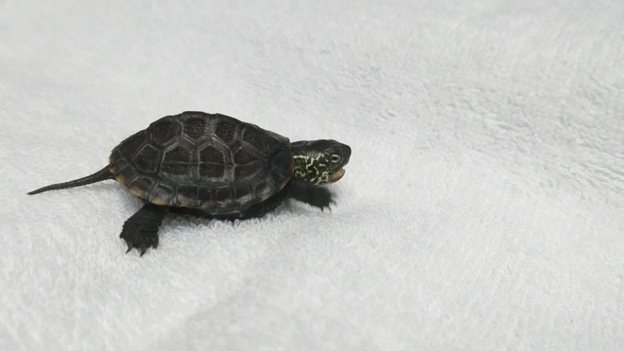 子亀と遊ぶ