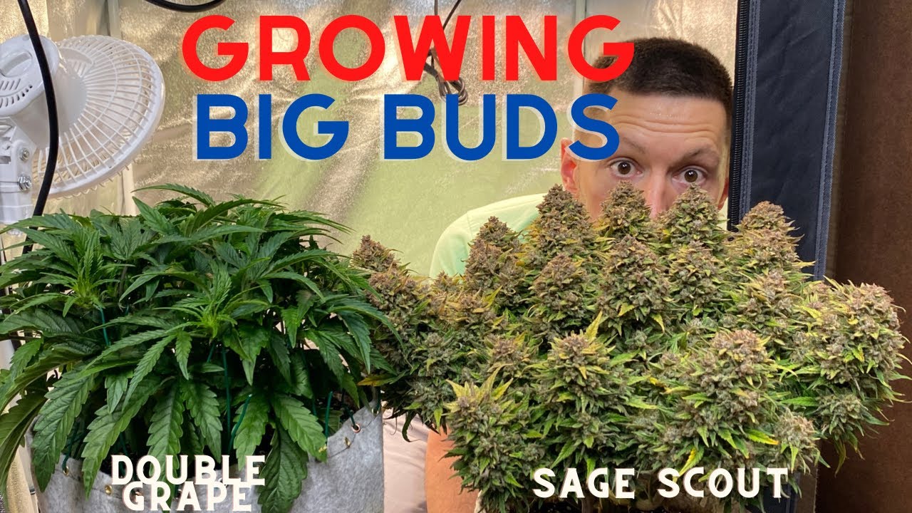 Growing Big Buds with Professor Autoflower, Train Weed Like a Pro, Sage Scout and Double Grape