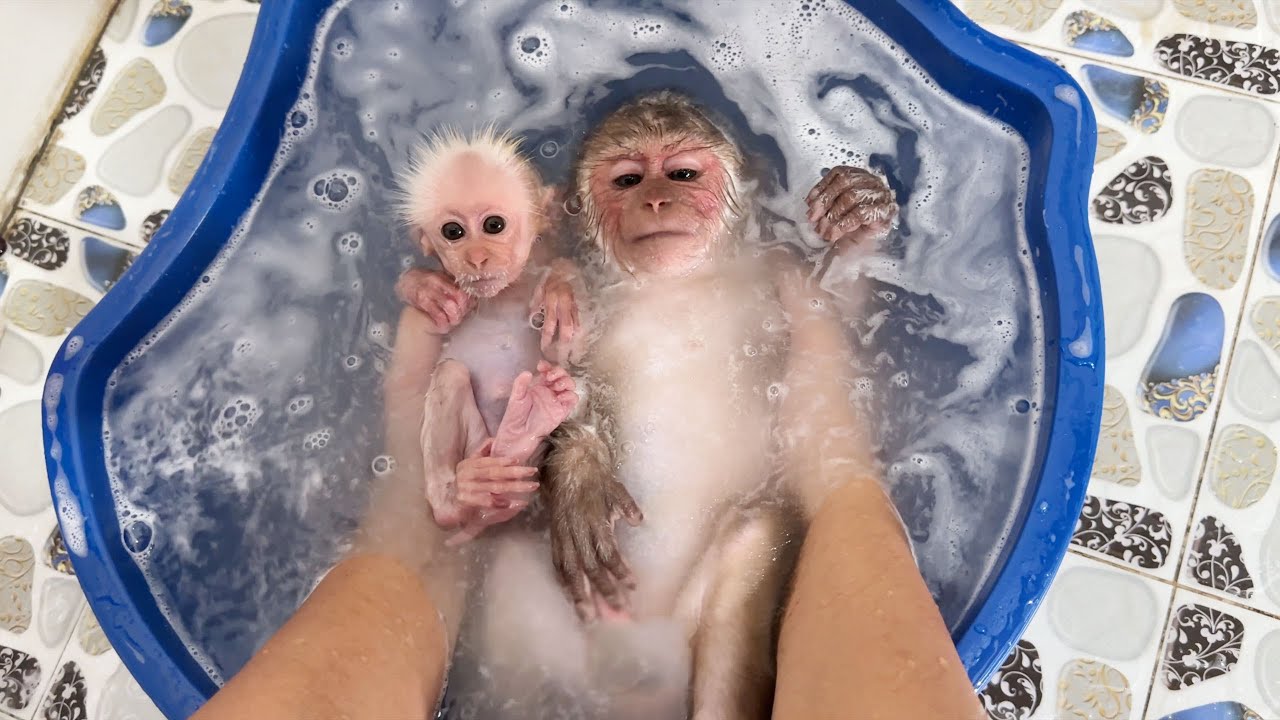 Dad helps monkey SinSin and baby monkey ZiZi cool off on a hot day