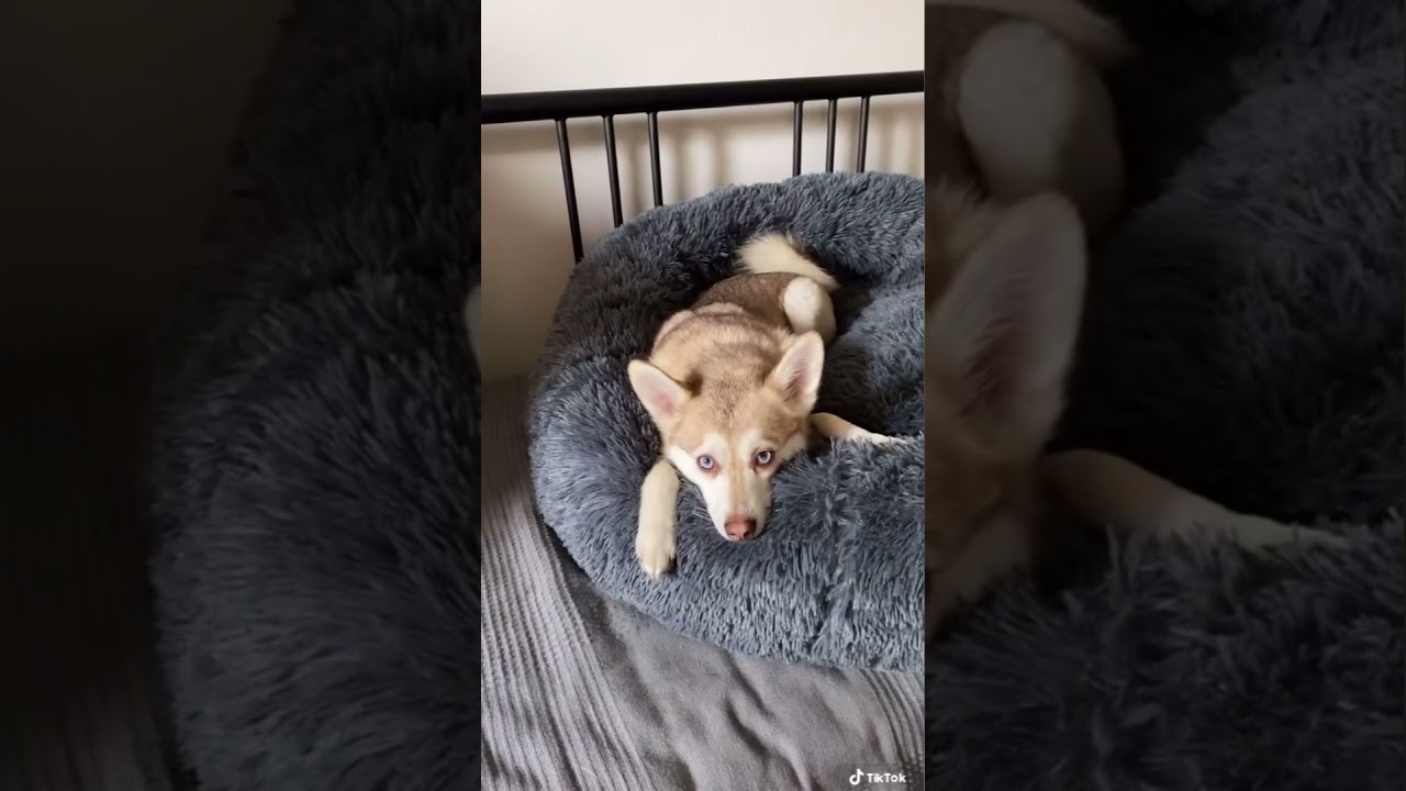 Dramatic Mini Husky reacts to Alexa playing &lsquo;Who let the dogs out&rsquo;