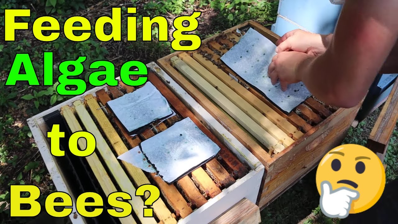 🔵Small Hive Beetle RESISTANT Pollen Patties???
