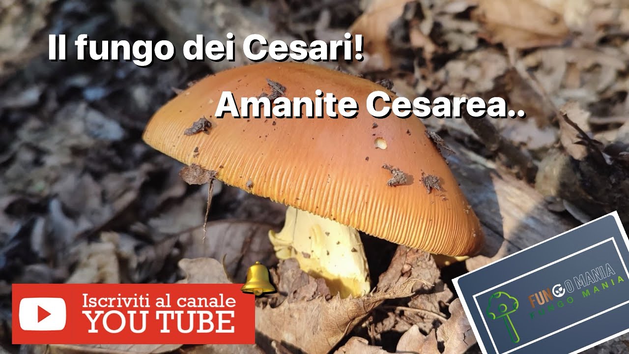 Amanita cesarea, L’ ovulo, consigli utili per la ricerca..