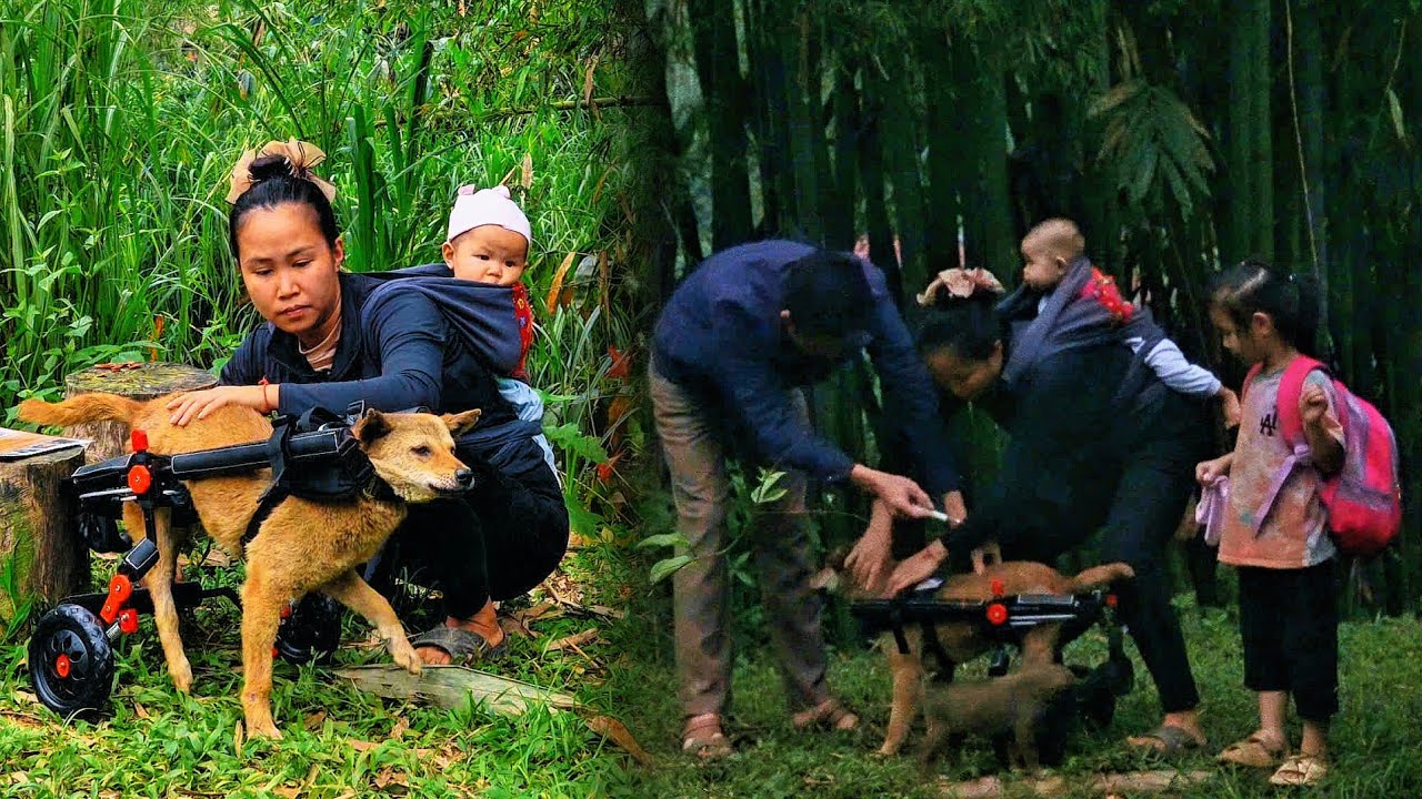 Heartwarming Story: A Single Mom Witnesses a Miracle for Her Dog