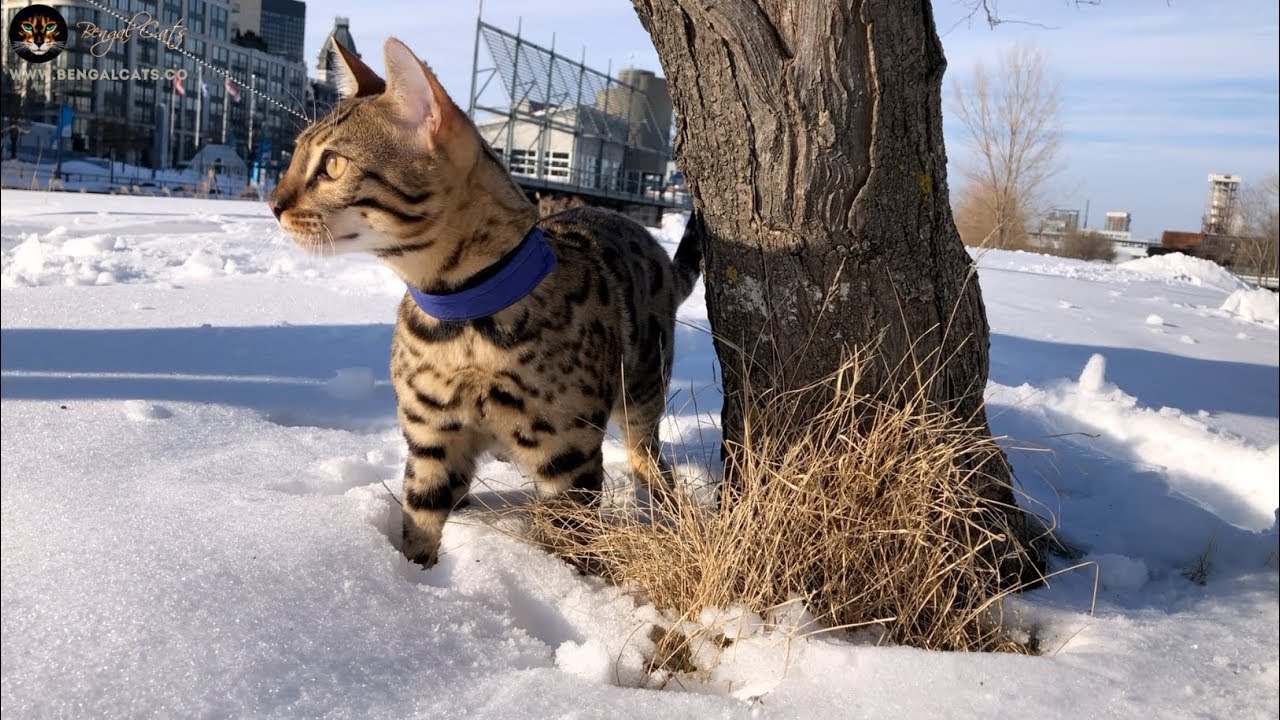 Bengal Cat Walking on a Leash in the Snow