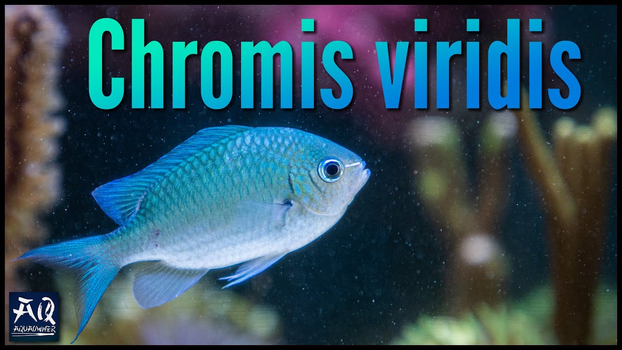 Ein echter Schwarmfisch, aber nur in großen Aquarien! | AquaOwner