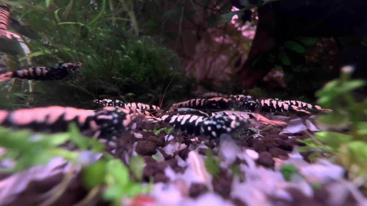 Black pinto galaxy