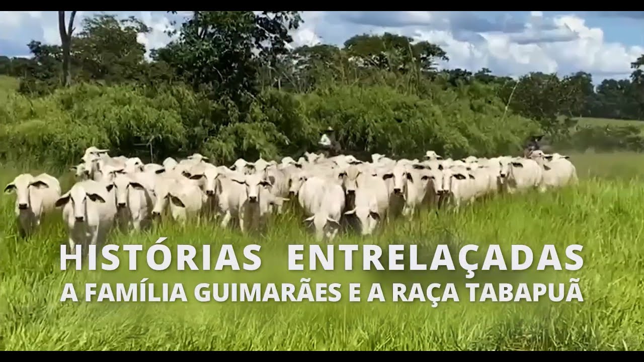 Histórias Entrelaçadas, a família Guimarães e a raça Tabapuã