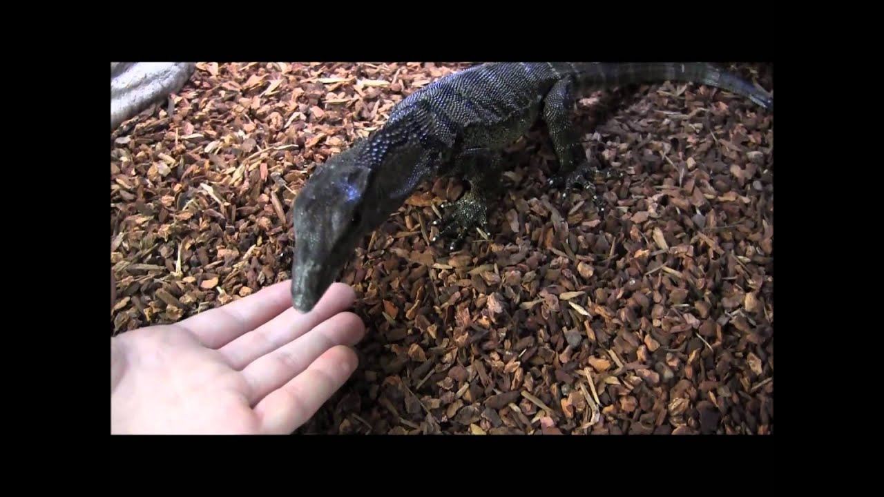 Medium Black Roughneck Monitor