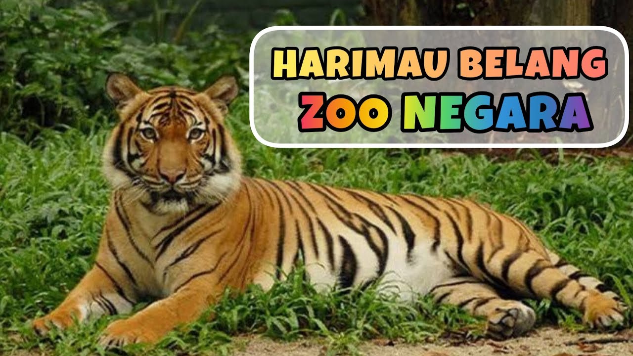 Harimau Belang Zoo Negara