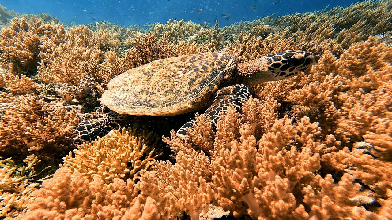 Turtle Frenzy at the Gili Islands!