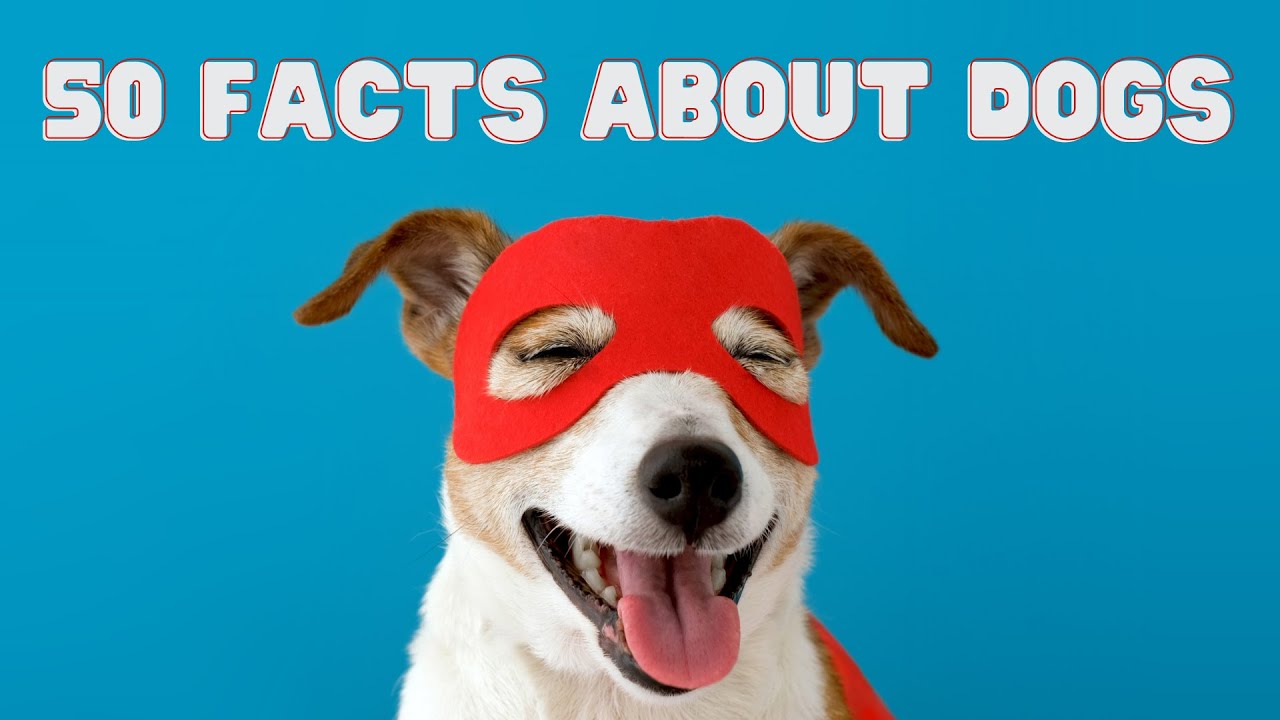 50 Amazing Facts About Dogs | Facts About Dogs You Probably Didn't Know