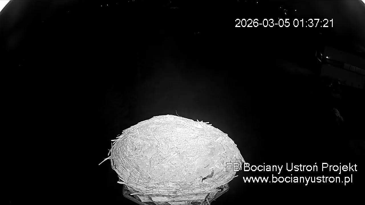 Bociany Ustroń - transmisja na żywo
