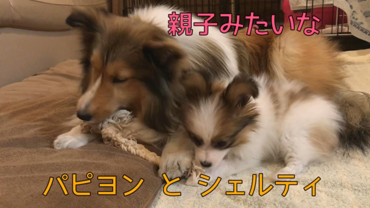 親子みたいな可愛すぎるパピヨン子犬とシェルティ