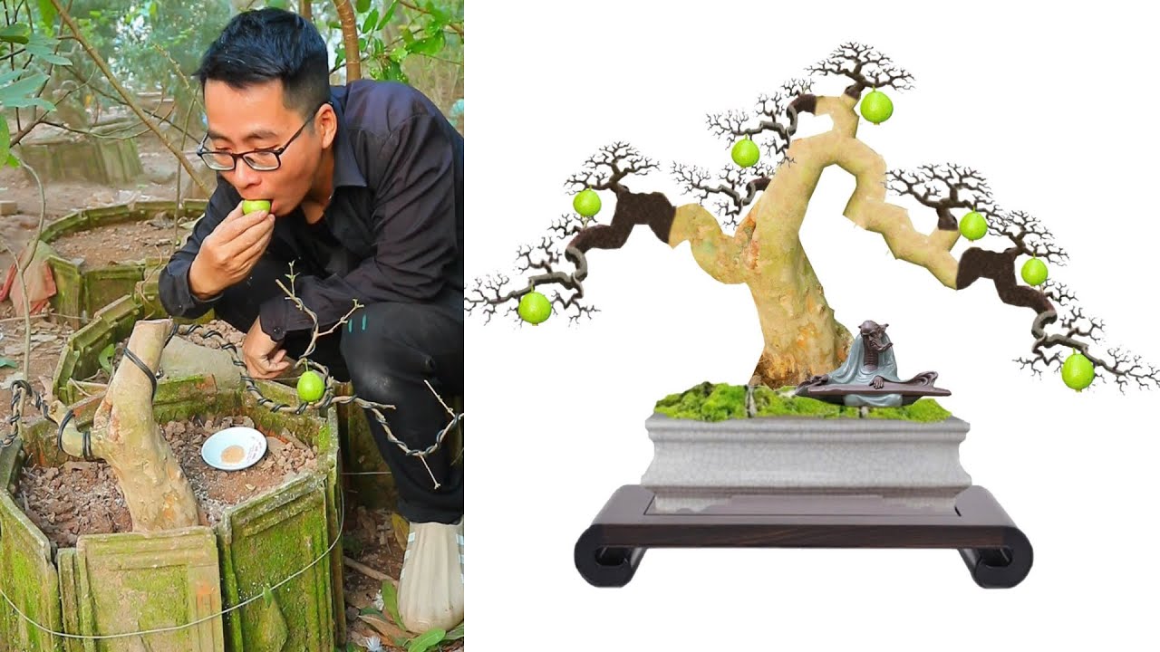 Biến Cây Ổi Thân Cột Điện thành Ổi Bonsai dáng Bay như nào
