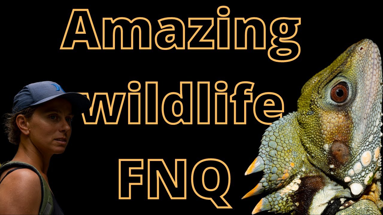 Herping the Wet tropics - Aussie wildlife documentary-Atherton FNQ