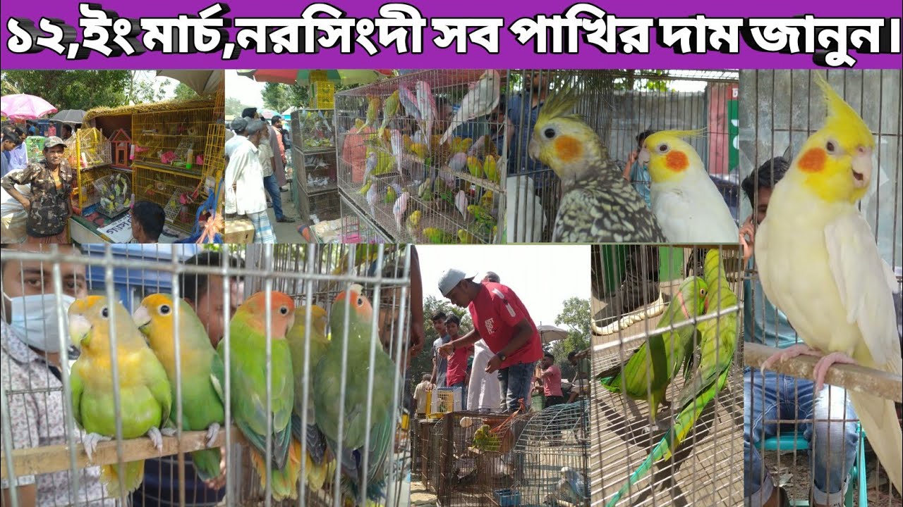 ১২,ইং মার্চ,নরসিংদী সেরা সকল পাখির দাম জানুন || পুটিয়া বাজার পাখির হাঁটে।|Putia Bazaar Bird Market