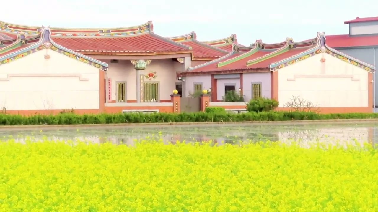 早安！油菜花20260204