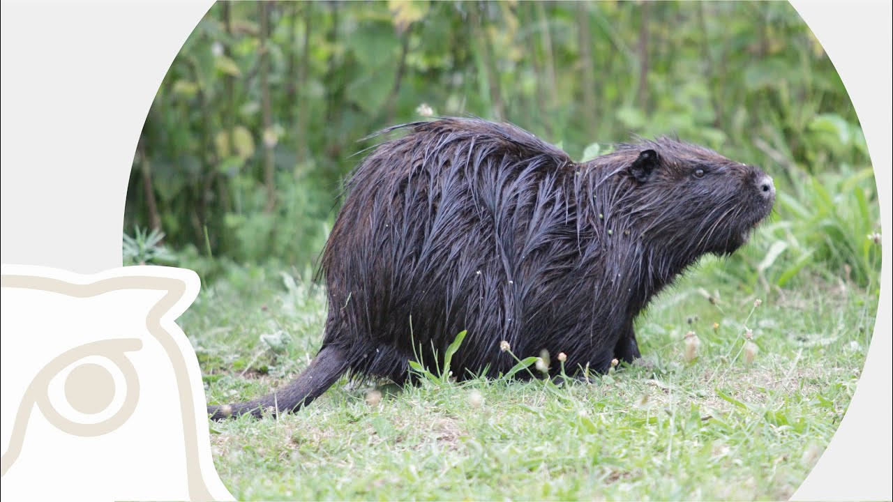 Neozoa: how do we deal with introduced animal species &ndash; and how do we want to deal with them?