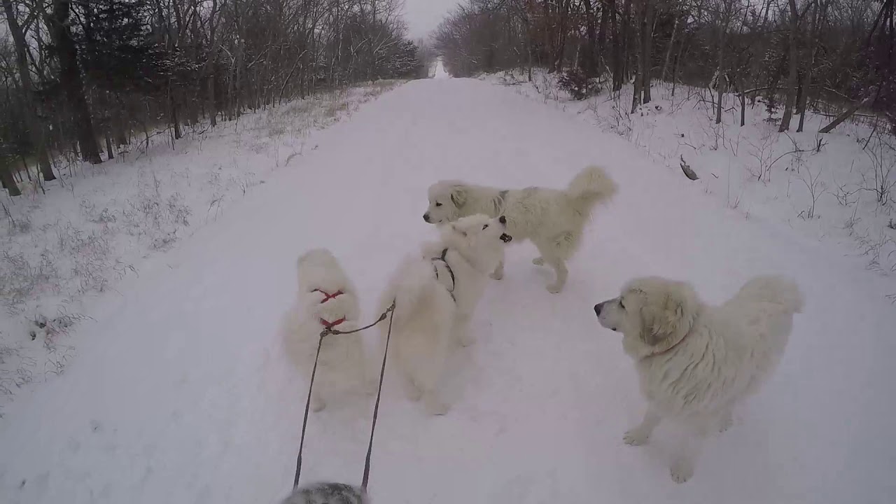 Samoyed Sledding at Minus 1F