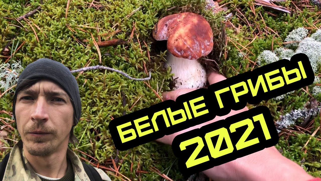 Белые грибы | Боровики 2021 | Лес Псковской области| Тихая охота | white mushroom | boletus | forest