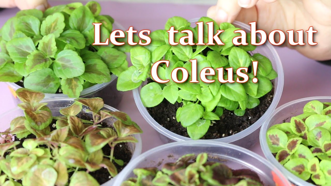 Как пересадить рассаду колеуса. Уход за колеусом. Лучшие сорта колеуса