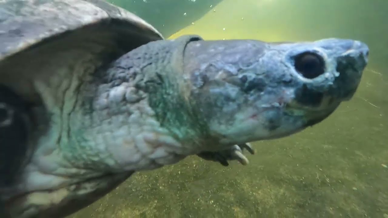 Visiting Farm in The City | Full Version | Nash View | @nashview82101224