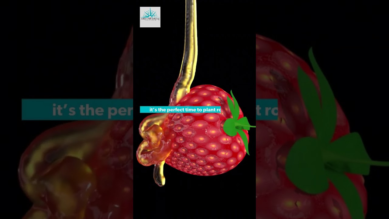 Smashed berries