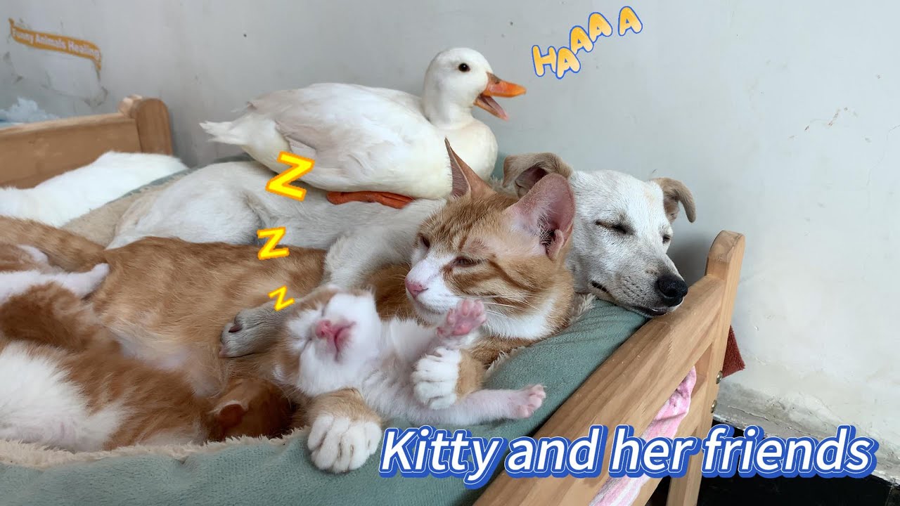 So funny and cute! The kitten tamed the rabbit and the duck, and they became friends.Living in peace