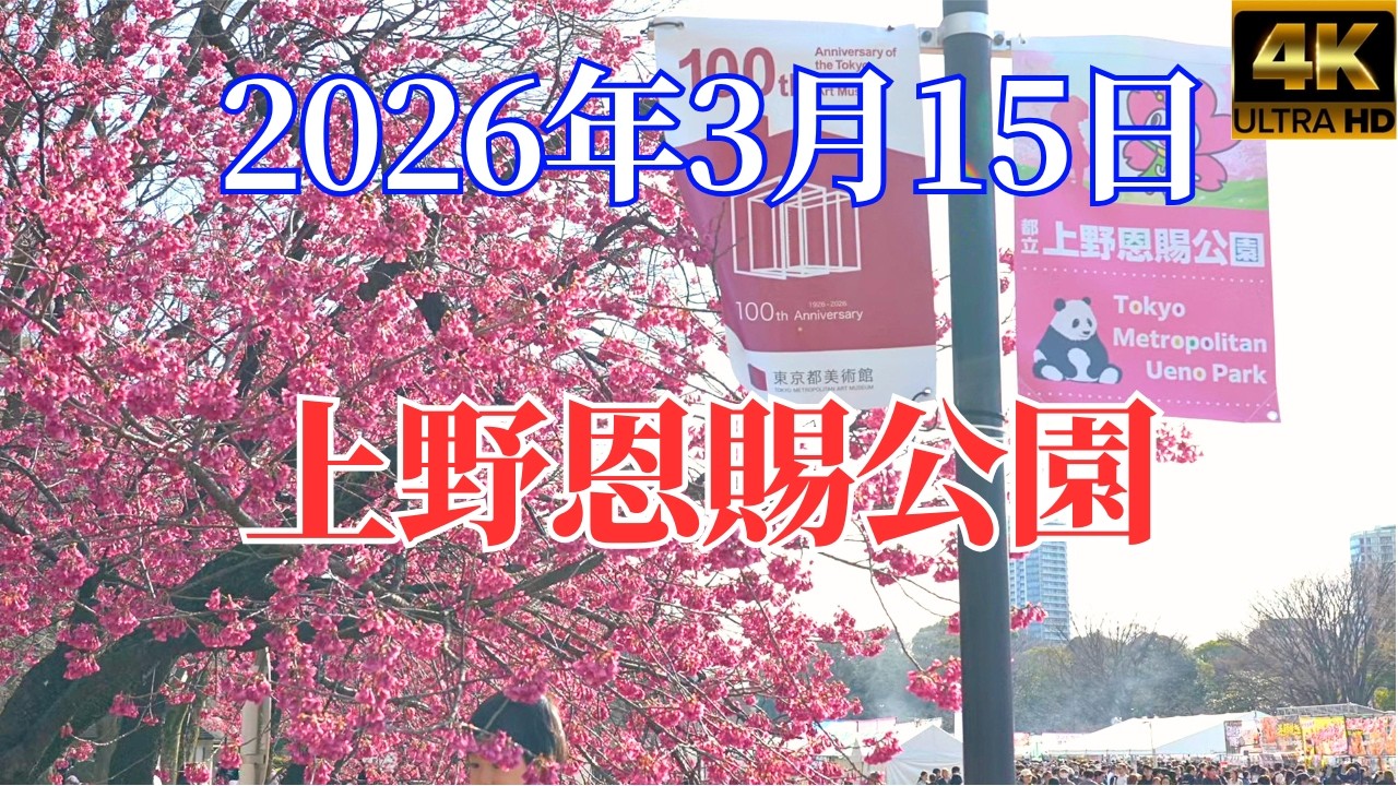 ★桜開花・お花見情報★2026年3月15日上野恩賜公園