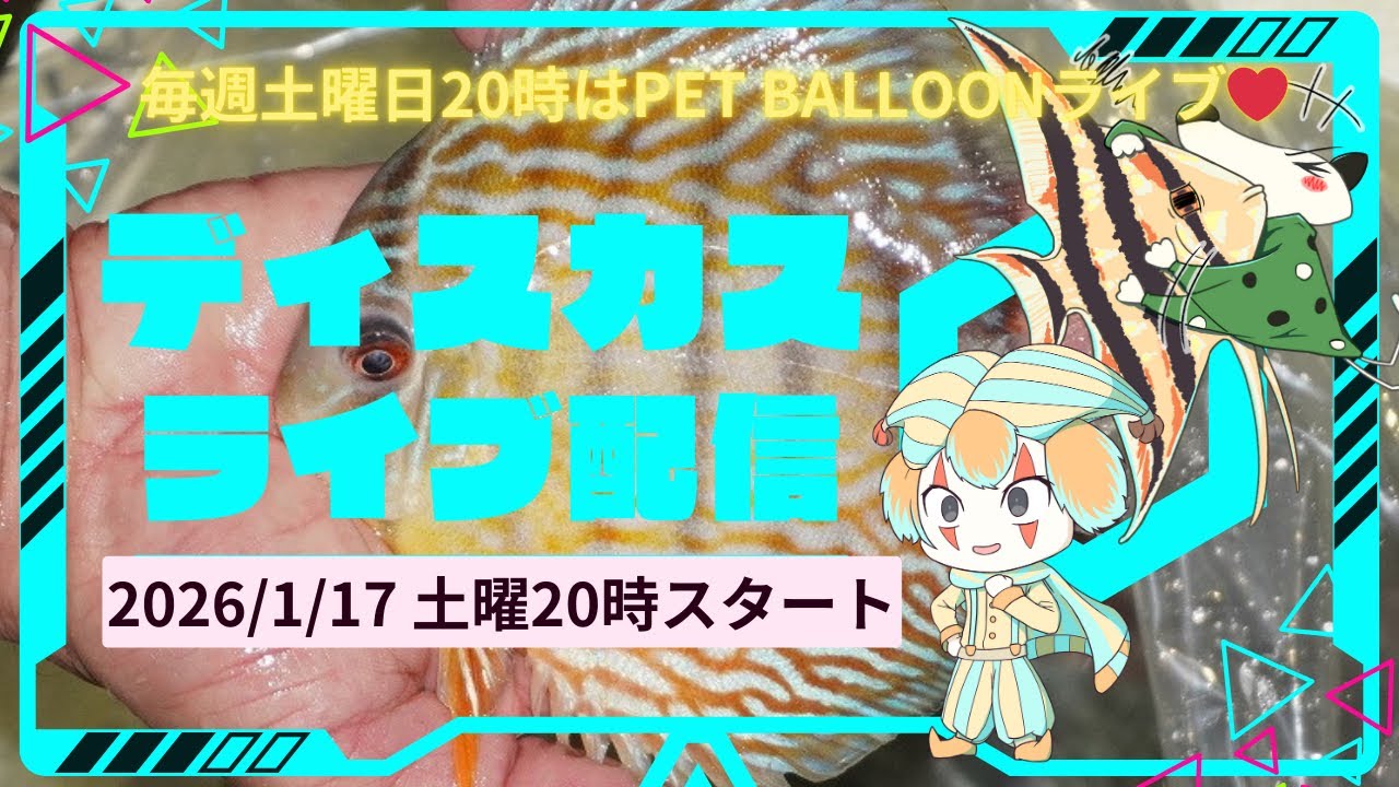 ディスカスコーナーライブ配信、ペットバルーン (Pet Balloon) | アクアリウム 熱帯魚