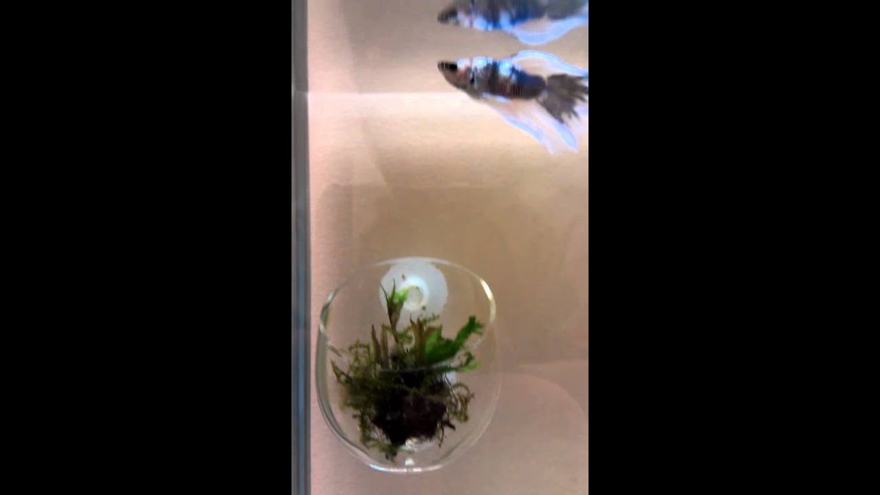 Spoiled Ninja Betta in his bedroom