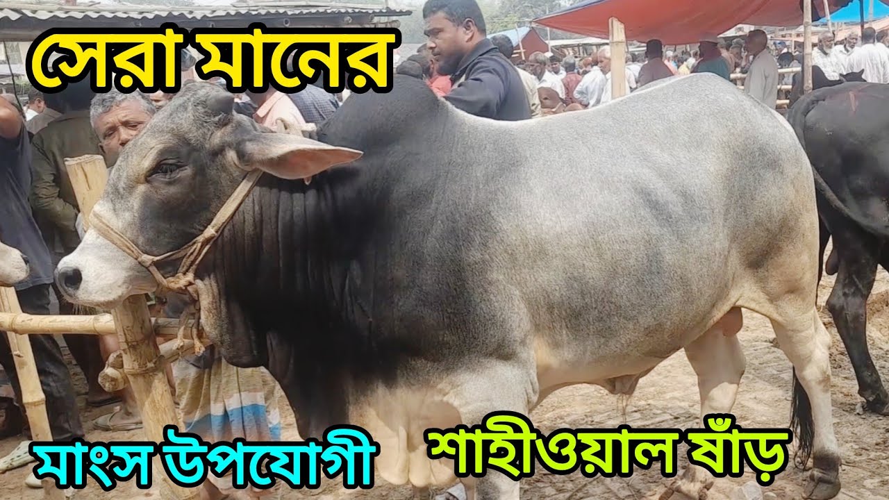  জমজমাট ঈদ মার্কেট  নীলফামারী হাটে হাতের লাগালে বাজার শাহীওয়াল ষাঁড়। Sahiwal cow Nilphamari । 