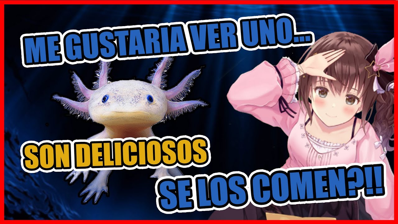 Sora quiere ver un ajolote -Hololive