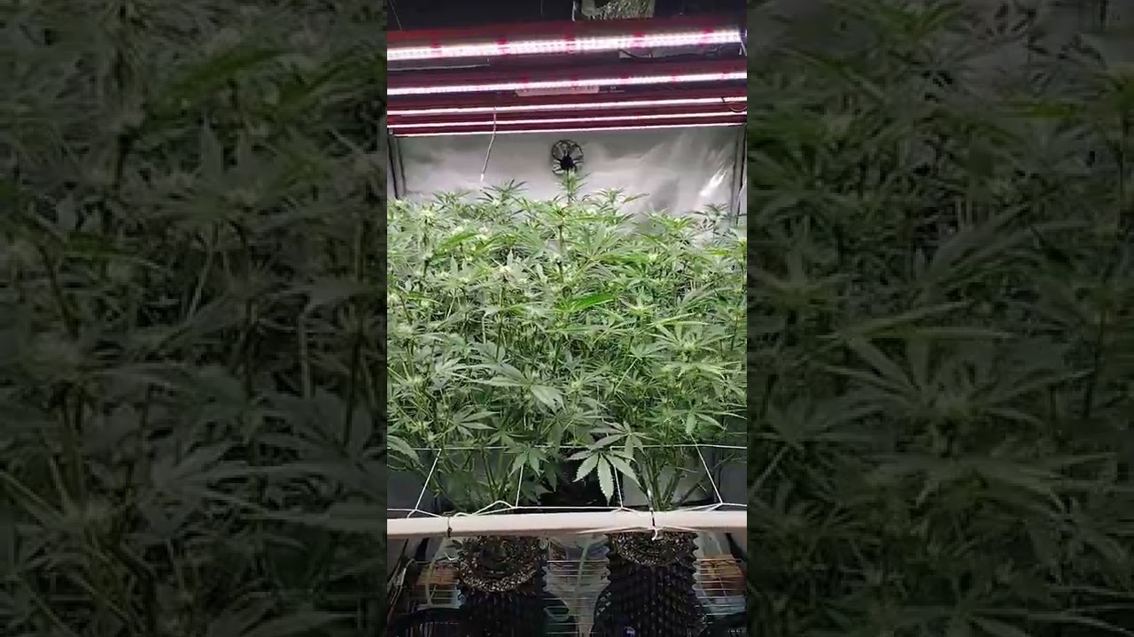 Matanuska Thunder🌱 MSNL seeds💨 Photontek light💚 thank you Smotpoker❤️🌱💚💨