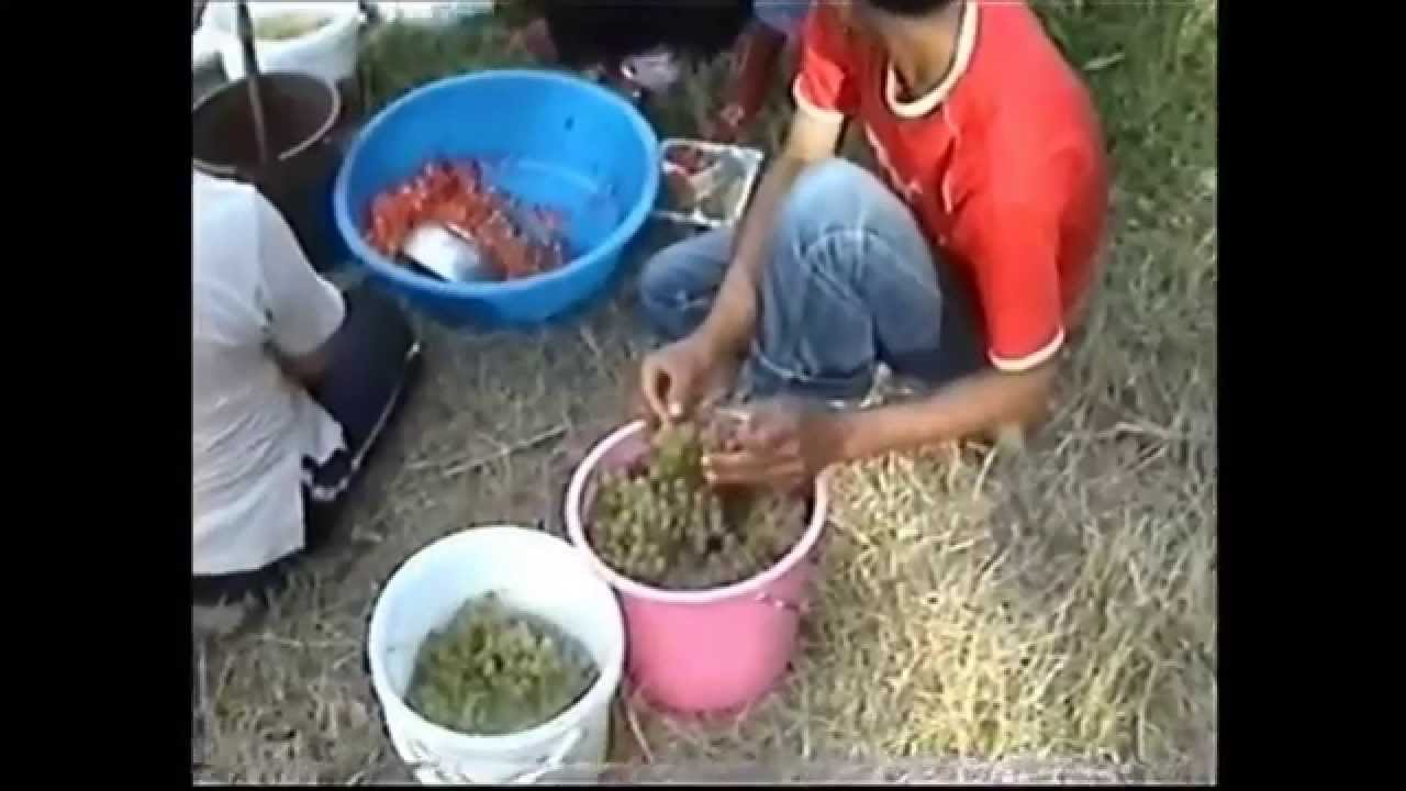 Başalan Köyü 2005