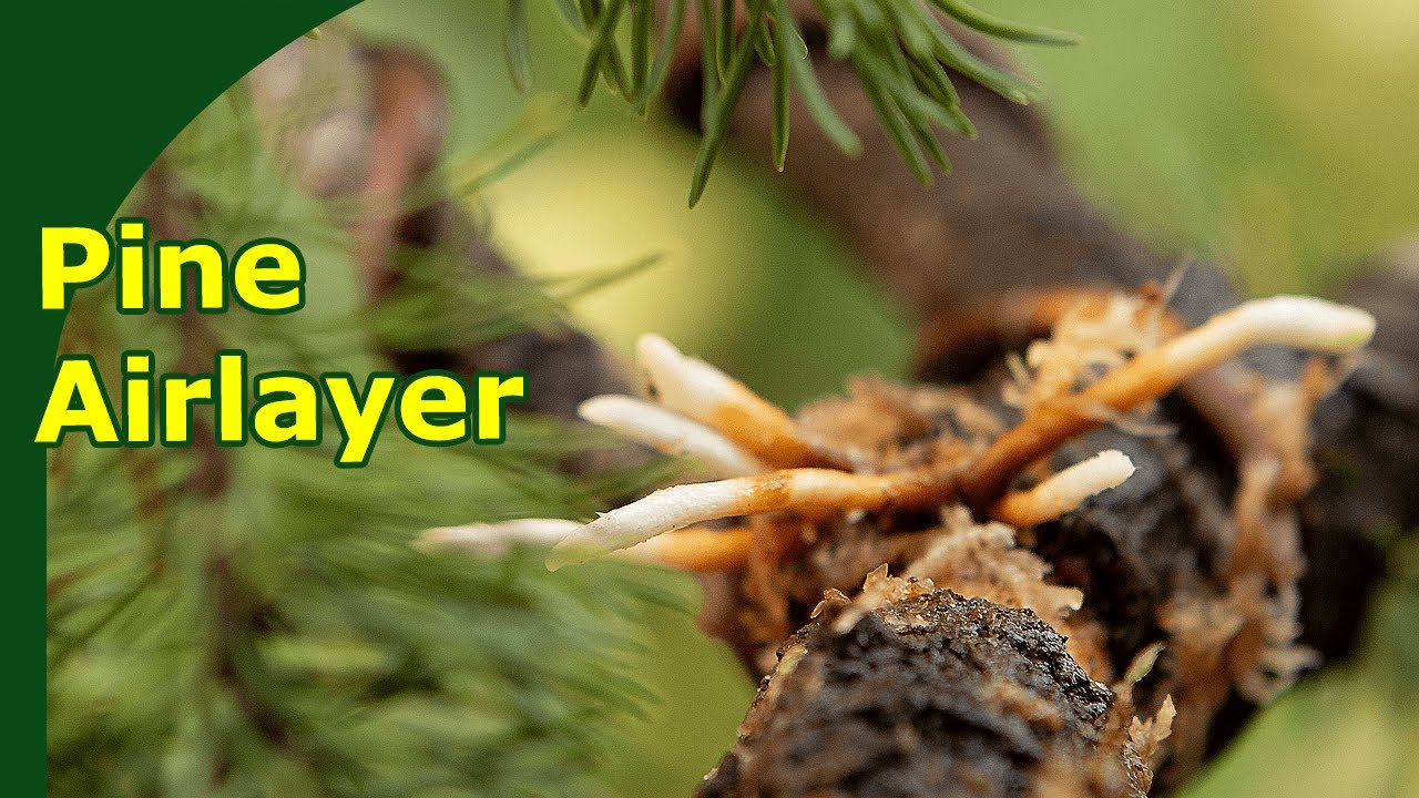 How to Airlayer Mugo Pine for Bonsai
